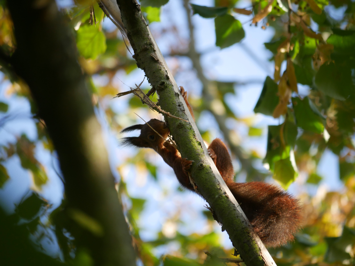 Eichhörnchen im Baum