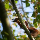 Eichhörnchen im Baum