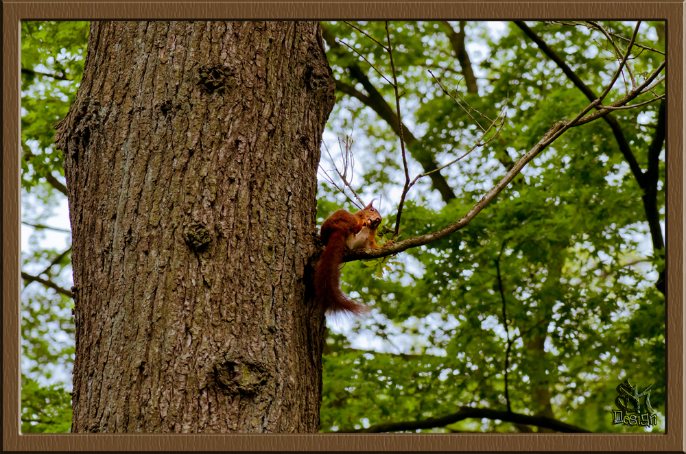 Eichhörnchen im Baum