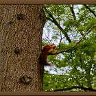 Eichhörnchen im Baum