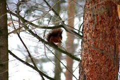 Eichhörnchen im Baum