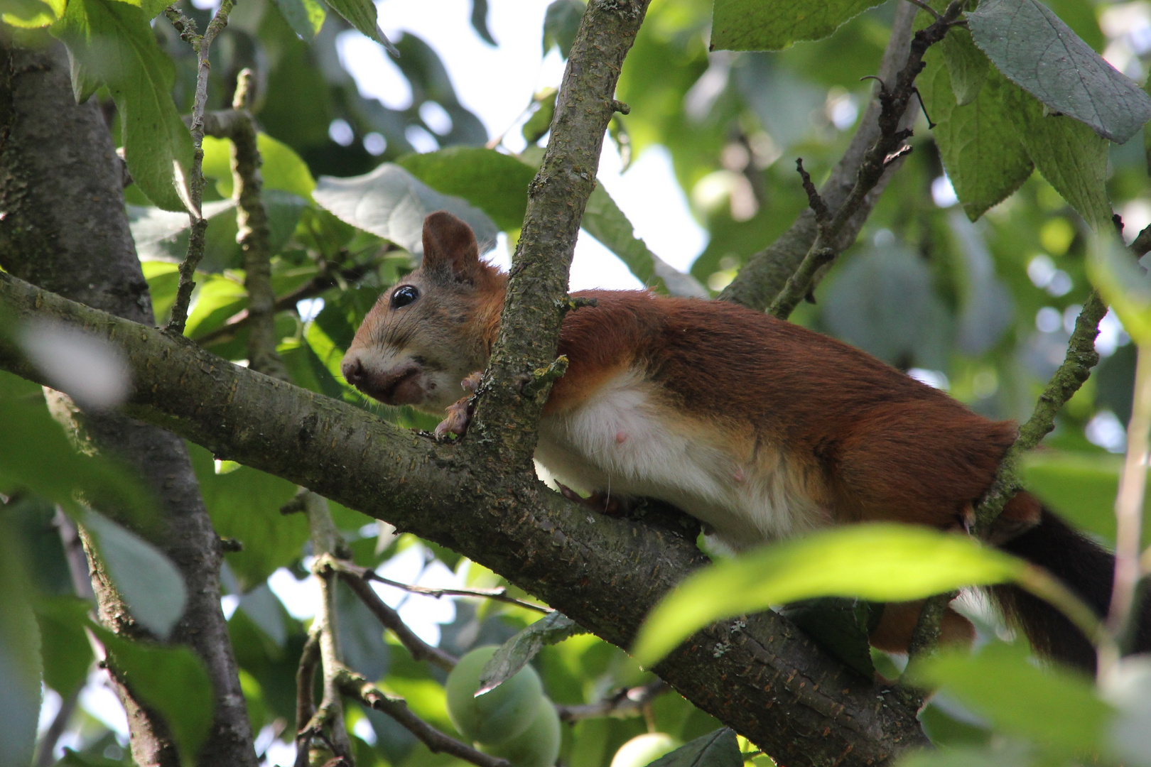 Eichhörnchen im Baum...