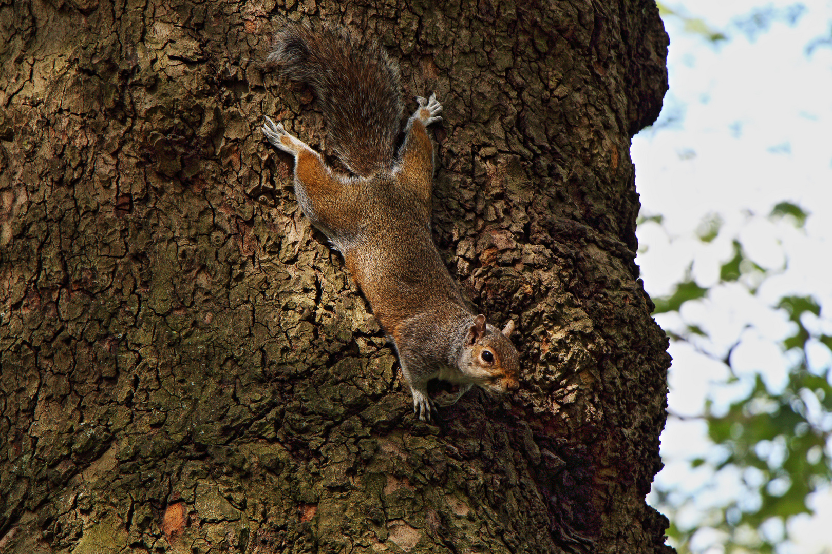 Eichhörnchen im Baum