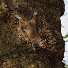 Eichhörnchen im Baum