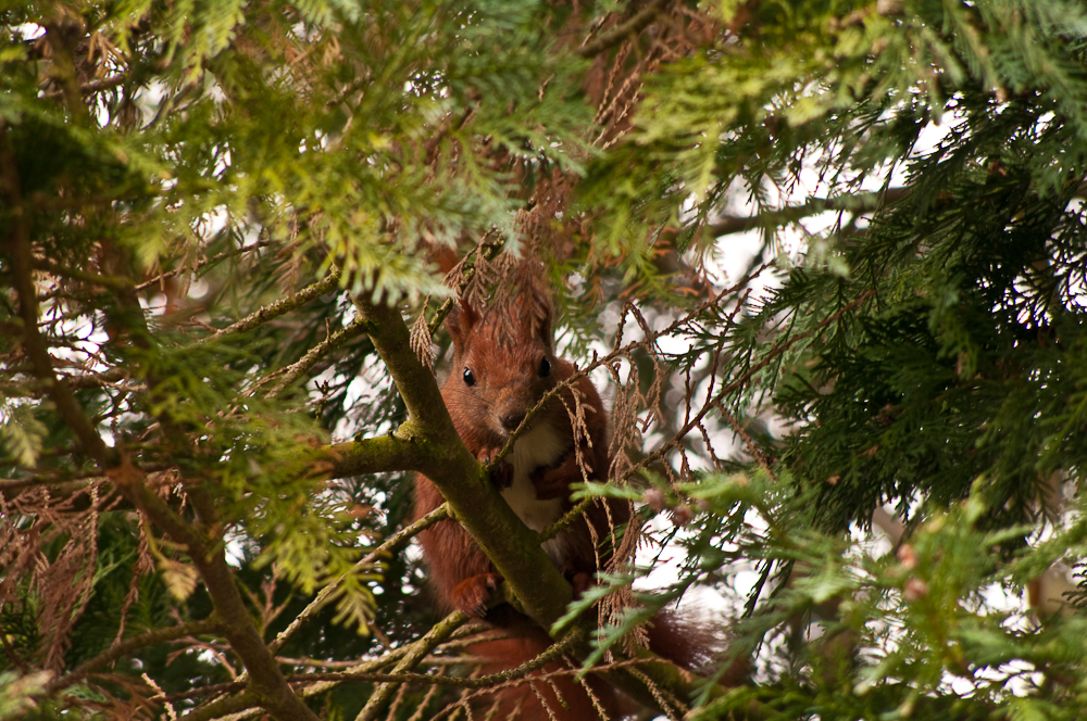 Eichhörnchen im Baum