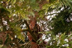 Eichhörnchen im Baum