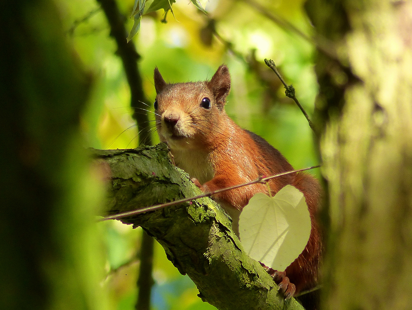 Eichhörnchen im Baum