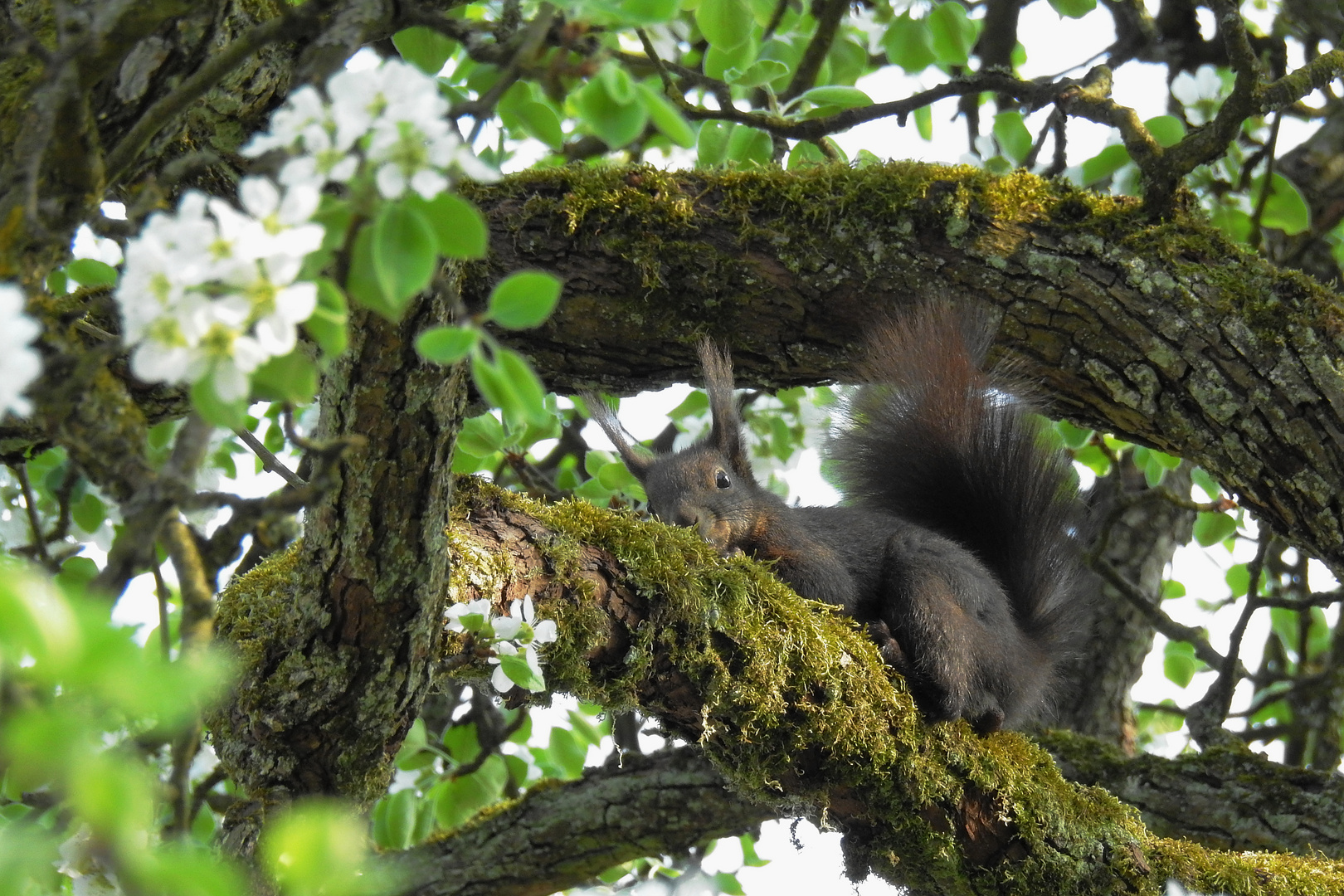 Eichhörnchen im Birnbaum