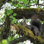 Eichhörnchen im Birnbaum