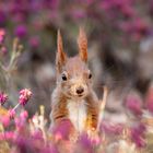 Eichhörnchen im Blütenkranz