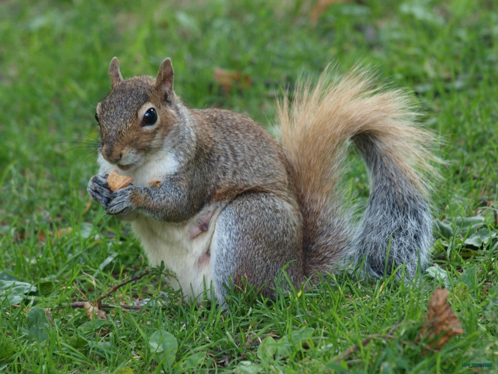 Eichhörnchen im Boston Common Park