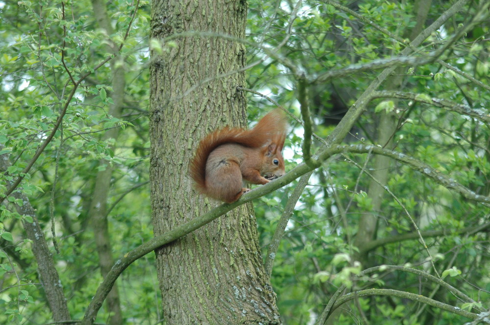 Eichhörnchen im botanischen Garten