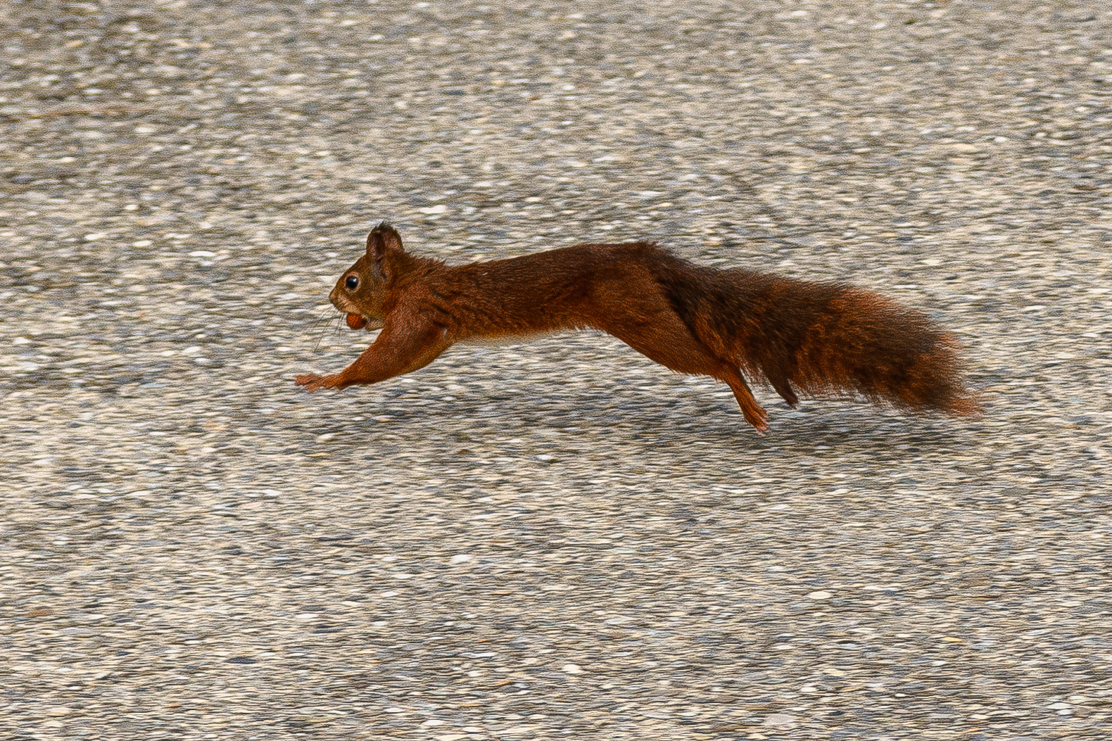 Eichhörnchen im Botanischen Garten in Genf