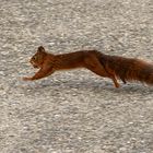 Eichhörnchen im Botanischen Garten in Genf