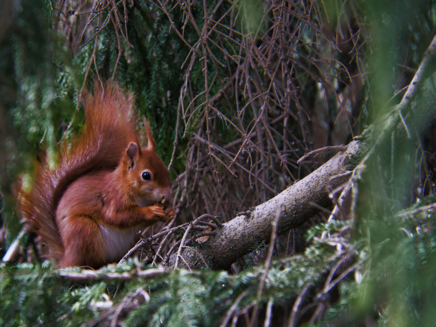 Eichhörnchen im Botanischer Garten Frankfurt