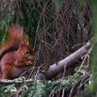 Eichhörnchen im Botanischer Garten Frankfurt