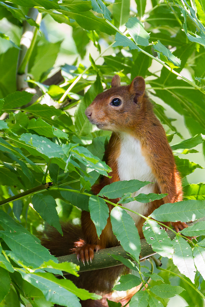 Eichhörnchen im Busch