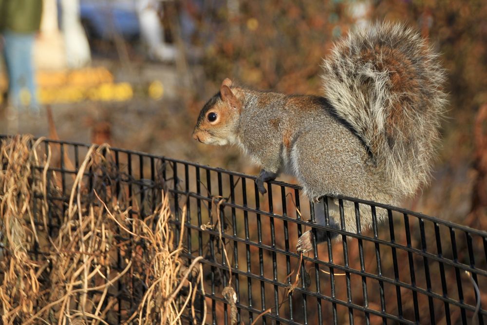 Eichhörnchen im Byron Park - New York