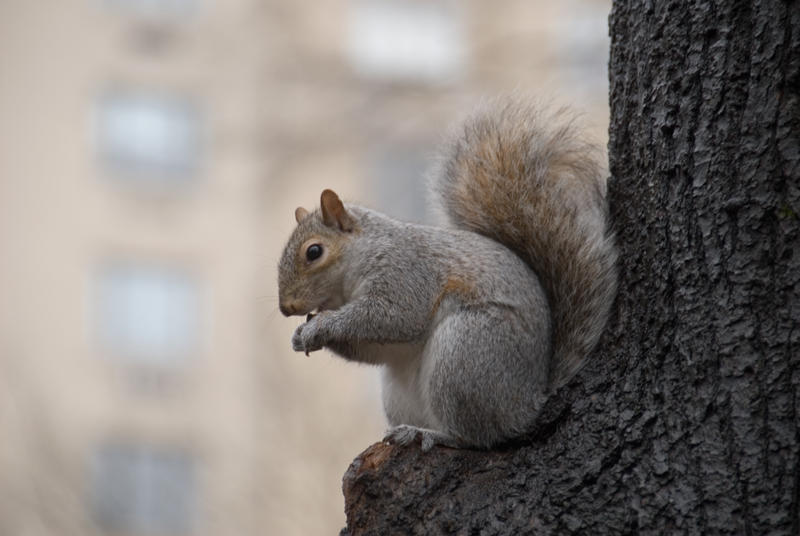 Eichhoernchen im Central Park