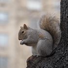 Eichhoernchen im Central Park