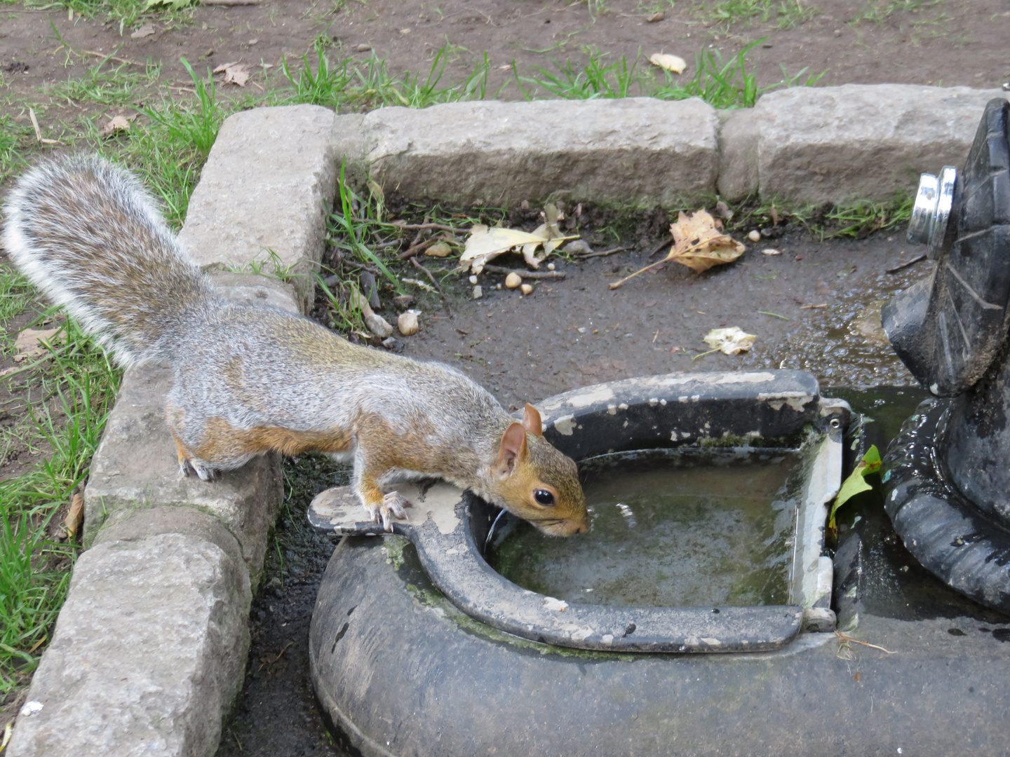 Eichhörnchen im Central Park