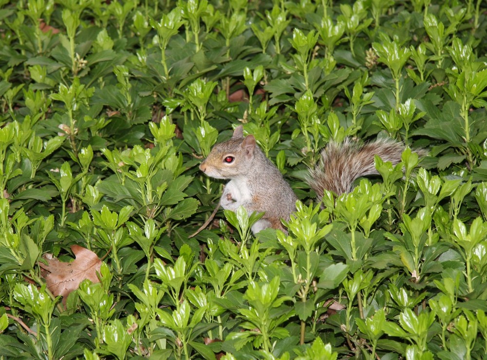 Eichhörnchen im Central Park - New York