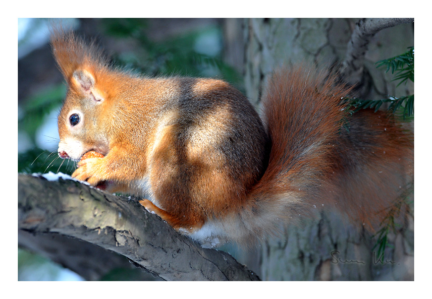 Eichhörnchen im Clara-Zetkin-Park Leipzig