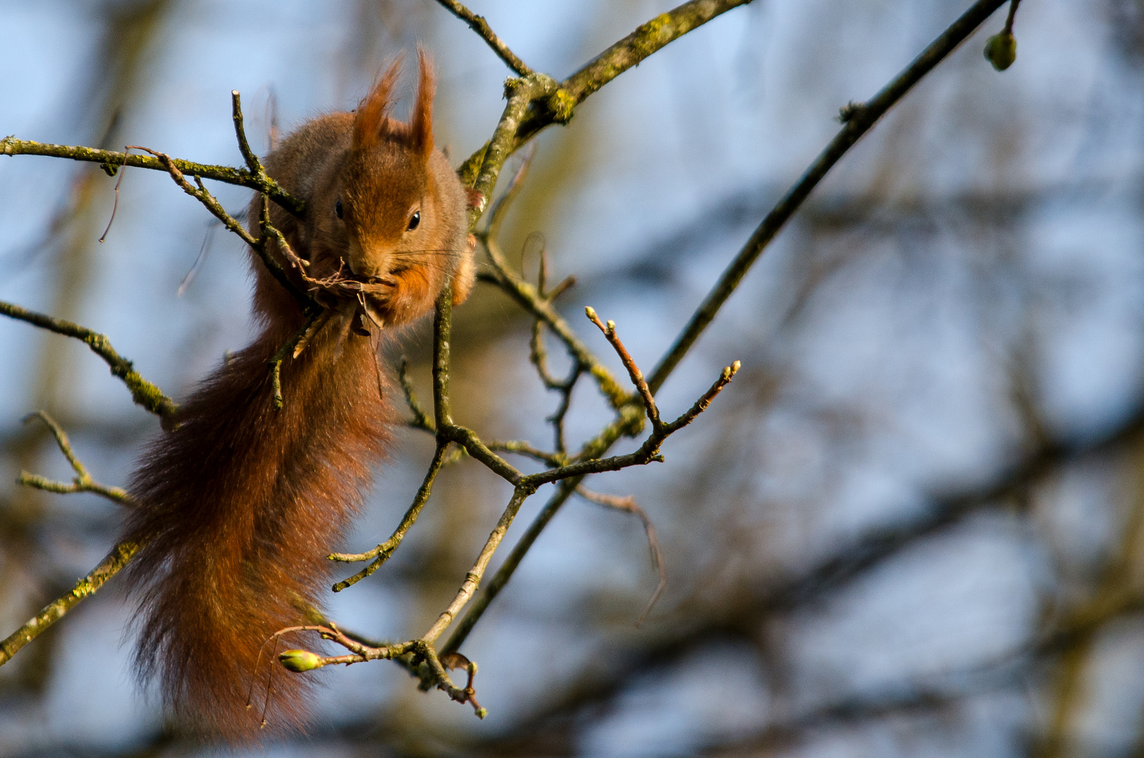 Eichhörnchen im der Abendsonne