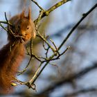 Eichhörnchen im der Abendsonne