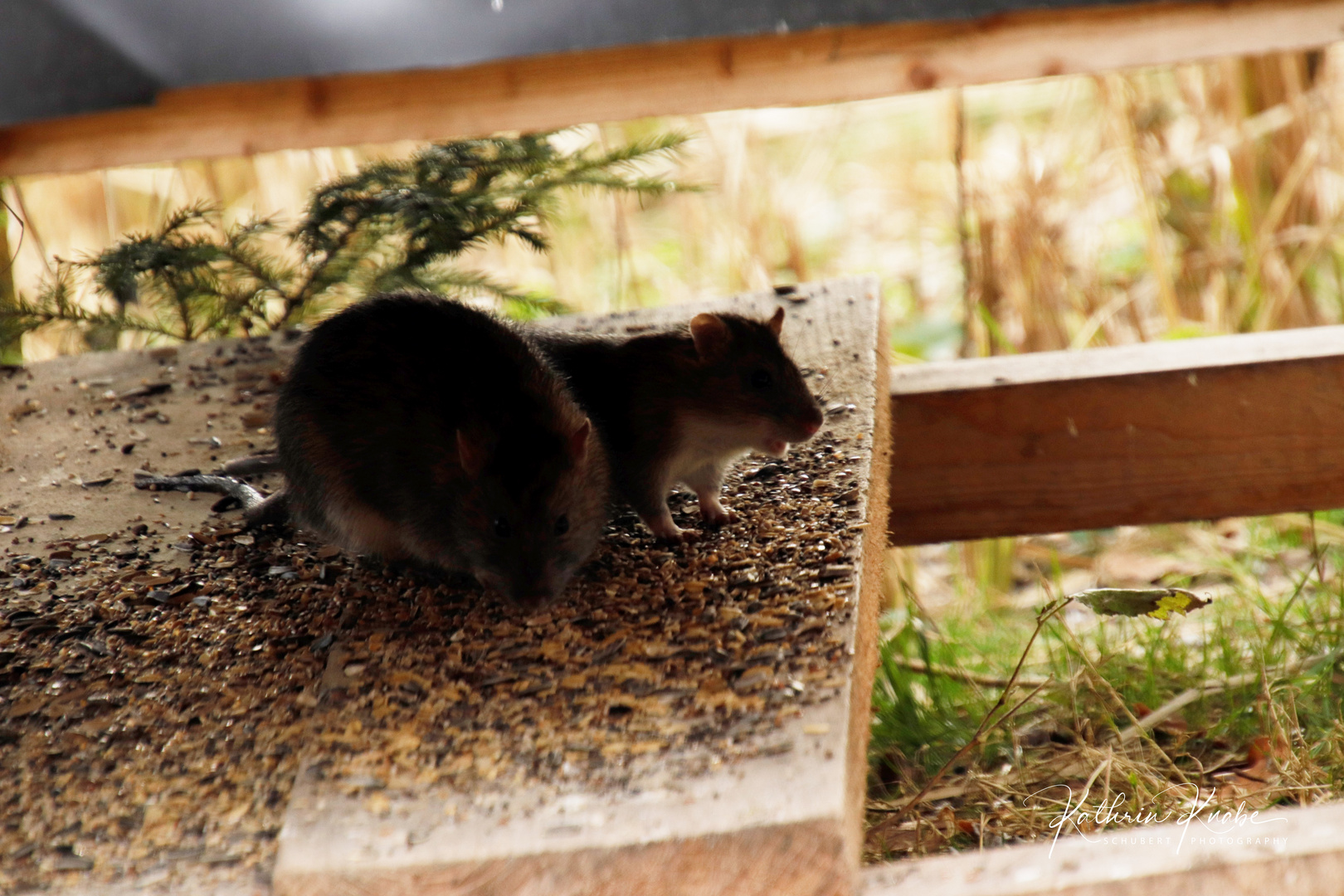 Eichhörnchen im Doppelpack