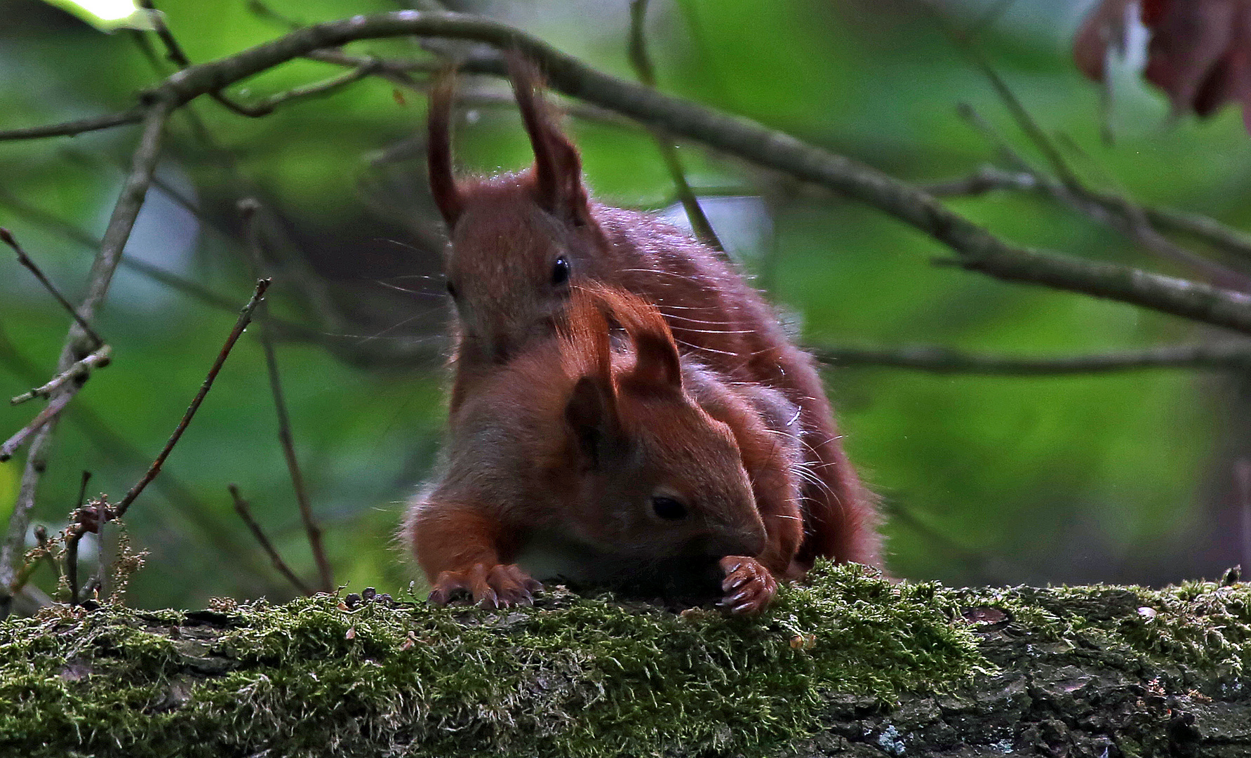 Eichhörnchen im Doppelpack