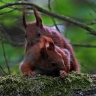 Eichhörnchen im Doppelpack