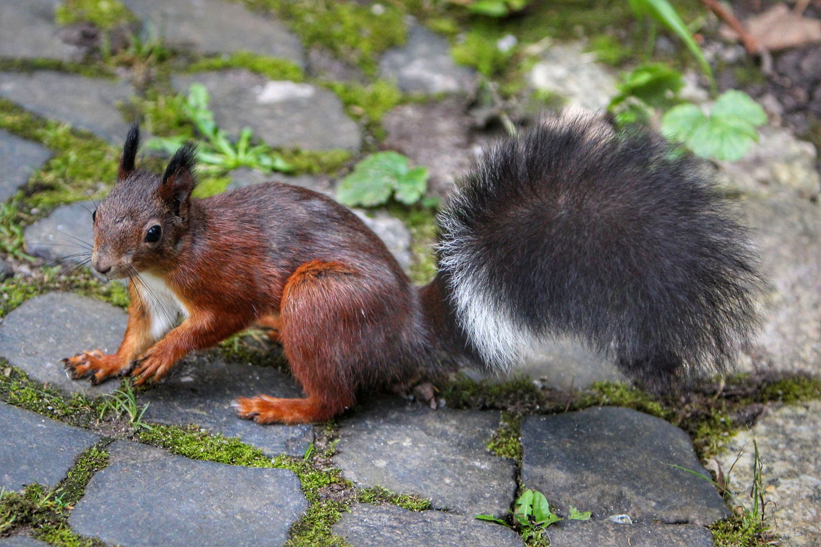 Eichhörnchen im Dortmunder Rombergpark 