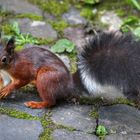 Eichhörnchen im Dortmunder Rombergpark 