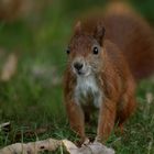 Eichhörnchen im Englischen Garten