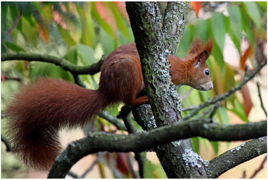 Eichhörnchen im Essigbaum.....