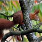 Eichhörnchen im Essigbaum.....