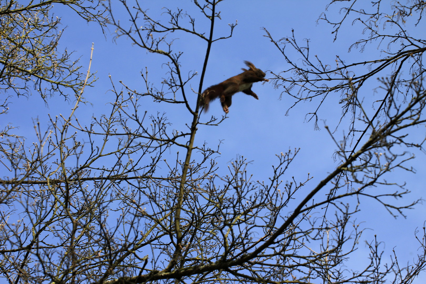 Eichhörnchen im Flug