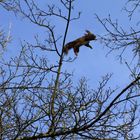 Eichhörnchen im Flug