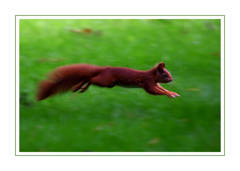 Eichhörnchen im Flug :-)