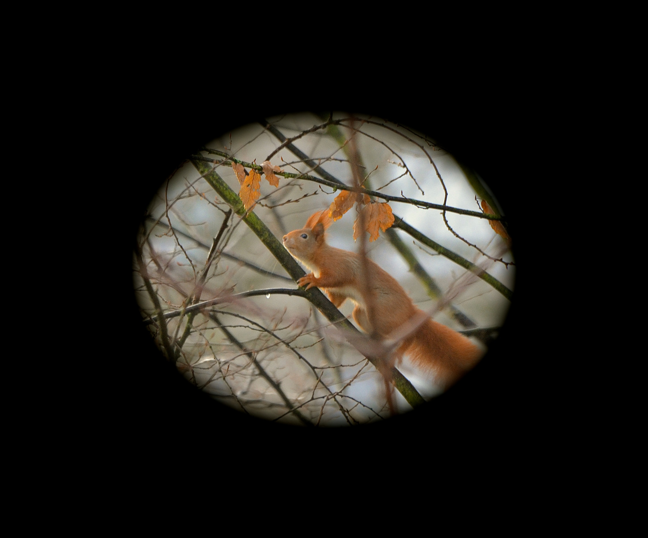 Eichhörnchen im Fokus