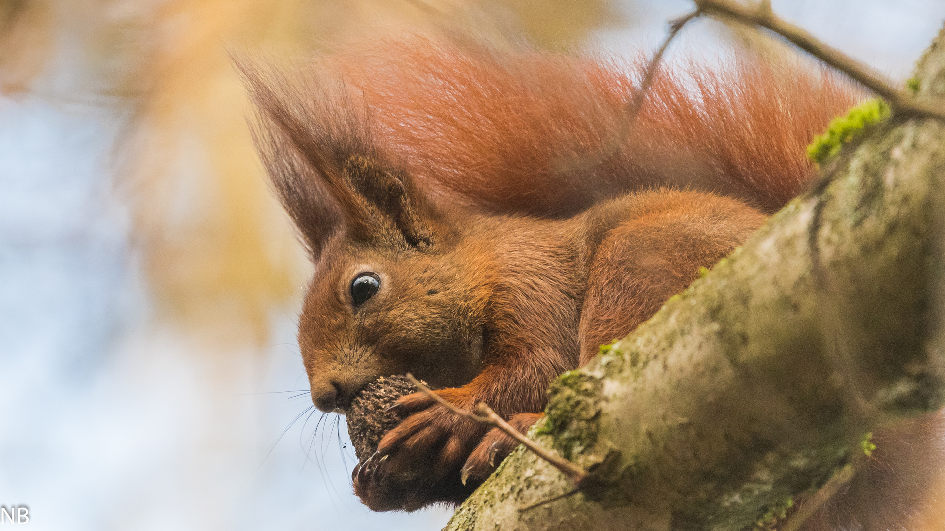 "Eichhörnchen im Format 16:9 2024"