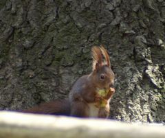 Eichhörnchen im Forstbot.Garten