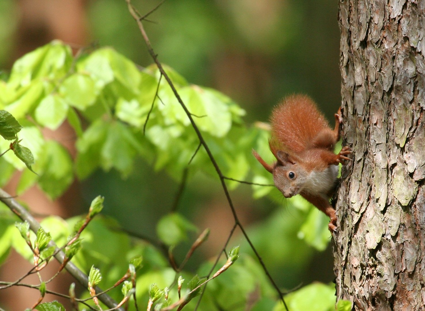 Eichhörnchen im frischen Frühlingsgrün
