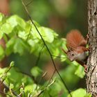 Eichhörnchen im frischen Frühlingsgrün