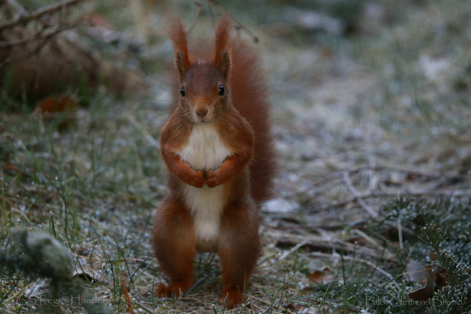 Eichhörnchen im Frost 