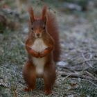 Eichhörnchen im Frost 