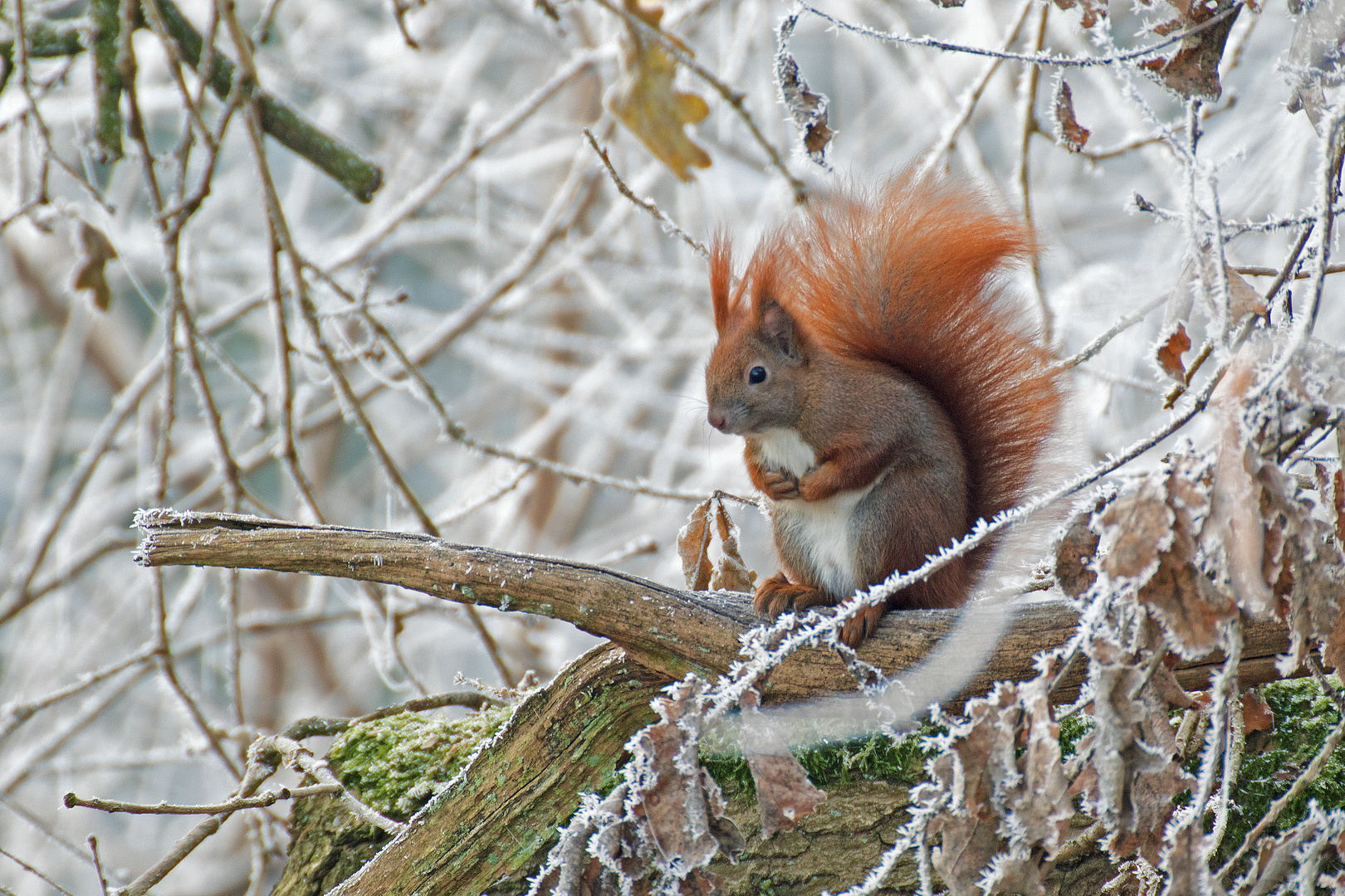 Eichhörnchen im Frost