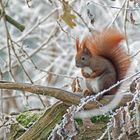 Eichhörnchen im Frost