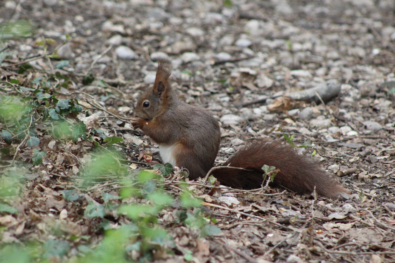 Eichhörnchen im Frühjahr (1)